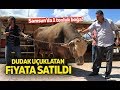 Samsun'da 1 tonluk boğanın fiyatı dudak uçuklattı!