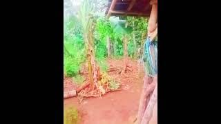 🎋 Menikmati Suara Alam di Belakang Rumah | Vlog Santai di Tengah Hutan