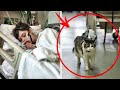 Die Krankenhauskatze bat darum, in ein Patientenzimmer zu gehen ... Später hörte die ganze Welt...