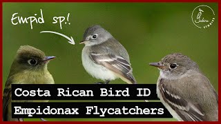 Identifying Costa Rican FLYCATCHERS | Part III: Empidonax Flycatchers in Costa Rica