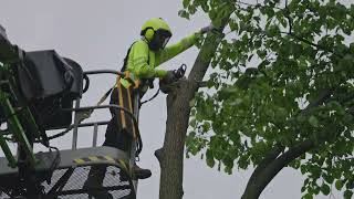 Crew 3 Tree Removal