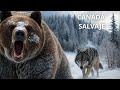 CANADÁ BRUTAL – Supervivencia en el Reino del Frío | Documental Animal