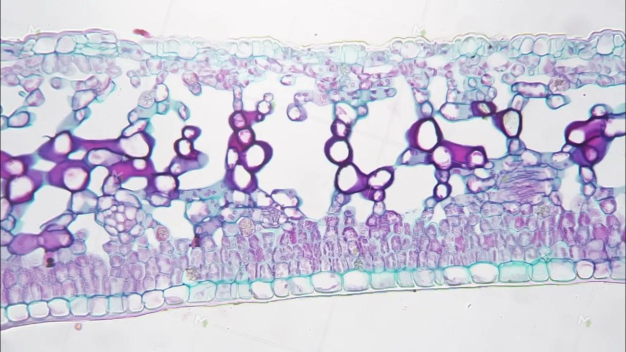 Leaf of Ligustrum lucidum in transversal section magnified under