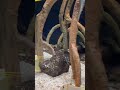 #aquariumfish in California #ocean fish #rayfish
