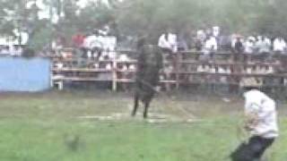 rancho las potrancas TORO el dolar