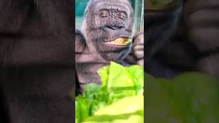 She's Really Enjoying That Crunchy Lettuce! #Gorilla #Asmr #Mukbang #Eating