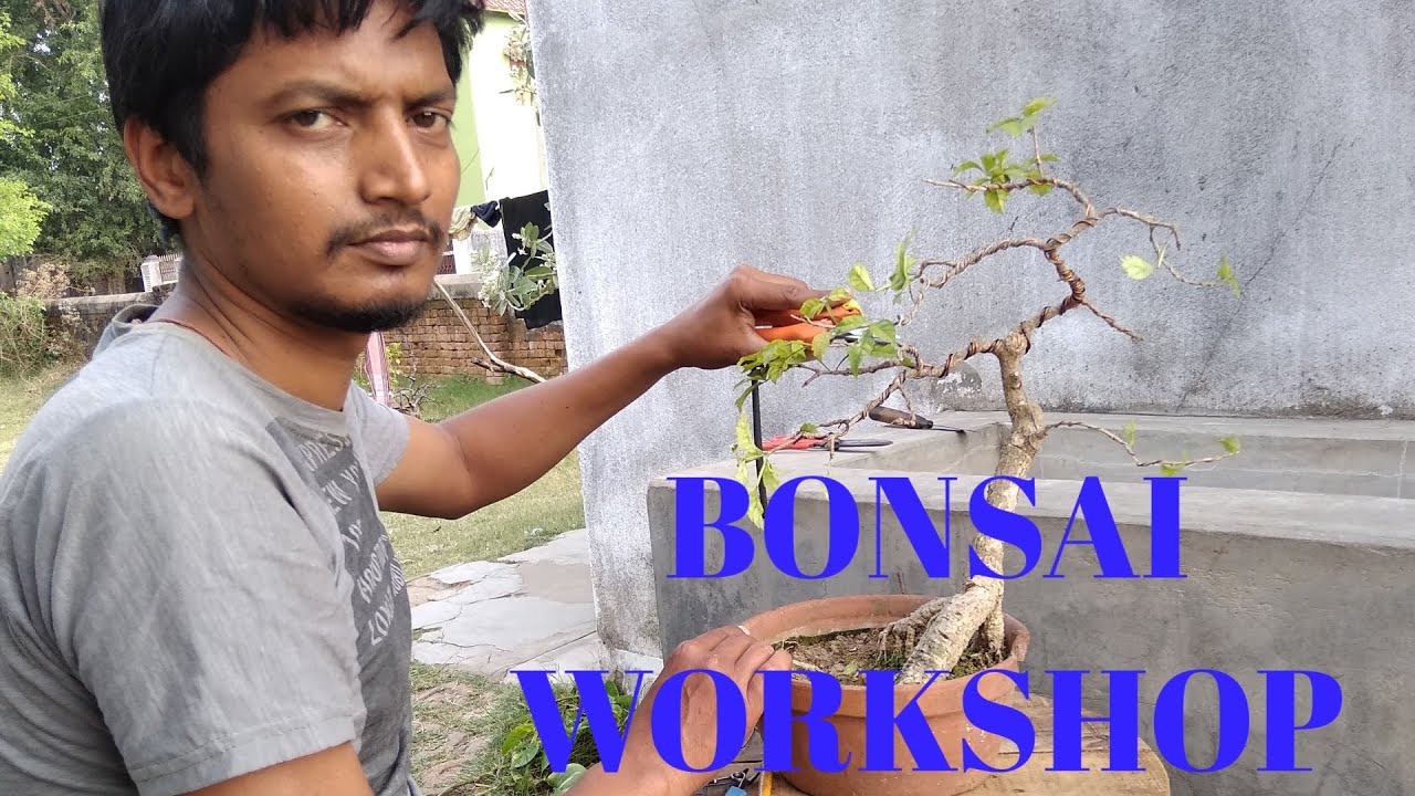 BONSAI ON CANDLE TREE YouTube