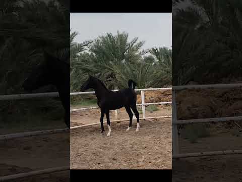 خيل عربي اصيل محجل الثلاث طلق اليمين