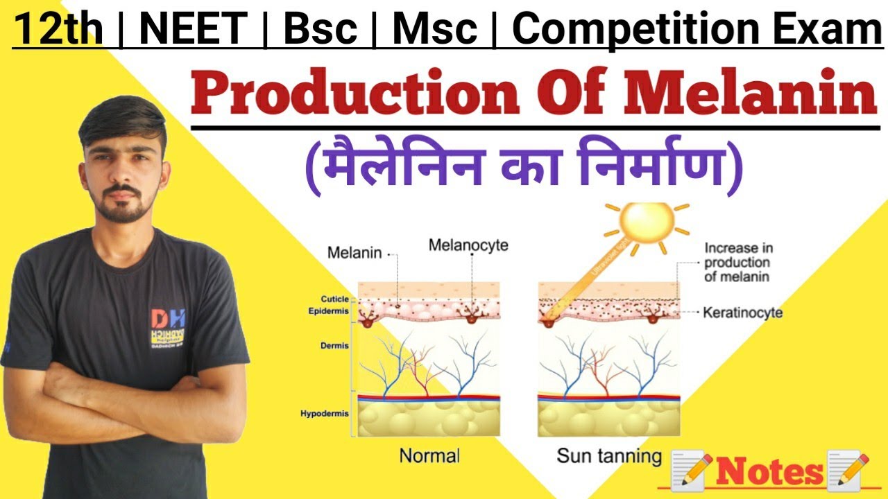 Production Formation Of Melanin Melanin Synthesis Melanogenesis production-formation-of-melanin-melanin-synthesis-melanogenesis
