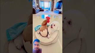 #adorably #dog#cutepuppy #toybreed #poppet #cuddly 好聰明的寶寶#好玩的比熊 #會游泳的修勾 #不敢騙你養小狗 #狗狗天生會游泳嗎 #比熊犬日常