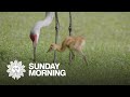 Nature: Sandhill cranes and their chicks