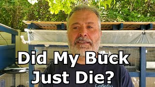 Did My Buck Die After Breeding A Doe?