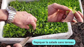 Comment Je Repique La Salade Avec De La Terre De Jardin ? 2024