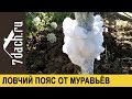 Ловчий пояс из синтепона: защита плодовых от муравьёв (тли) - 7 дач