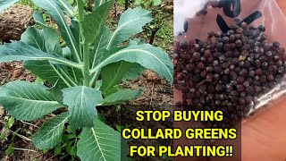 DO THIS INSTEAD//HOW TO GROW TONS OF COLLARD GREENS