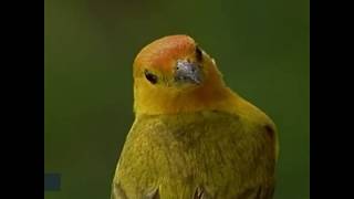‘Thrill-seeking’ genes could help birds escape climate change