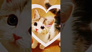 Download Lagu cat✨🐱🐈 MP3