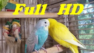 11 Hr Happy Singing & Eating Parakeet Budgies Birds, Reduce Stress of Lonely Quiet Birds screenshot 2