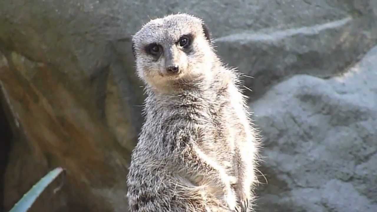 MEERKAT LOVERS