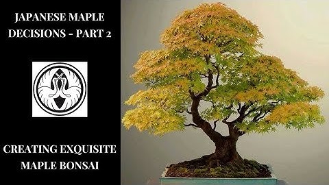 Japanese Maple Decisions Part 2 - Creating Exquisite Maples