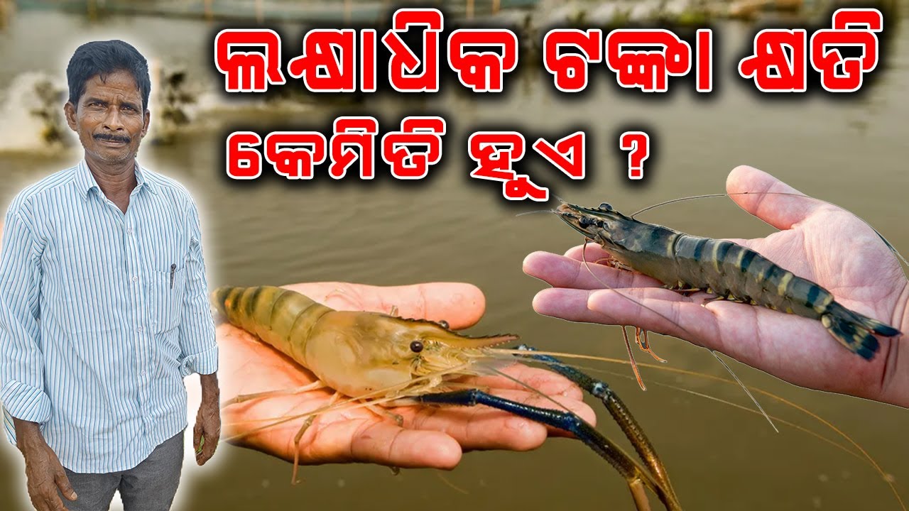 ଚିଙ୍ଗୁଡି ଚାଷରେ କ୍ଷତି କେମିତି ହୁଏ || How does loss in prawn farming? 