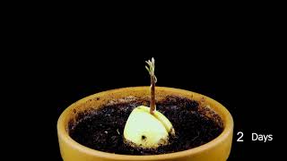 Growing avocado from seed: Avocado seed growing time lapse