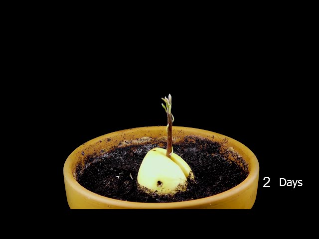 black sapote plant Black Sapote main image 0