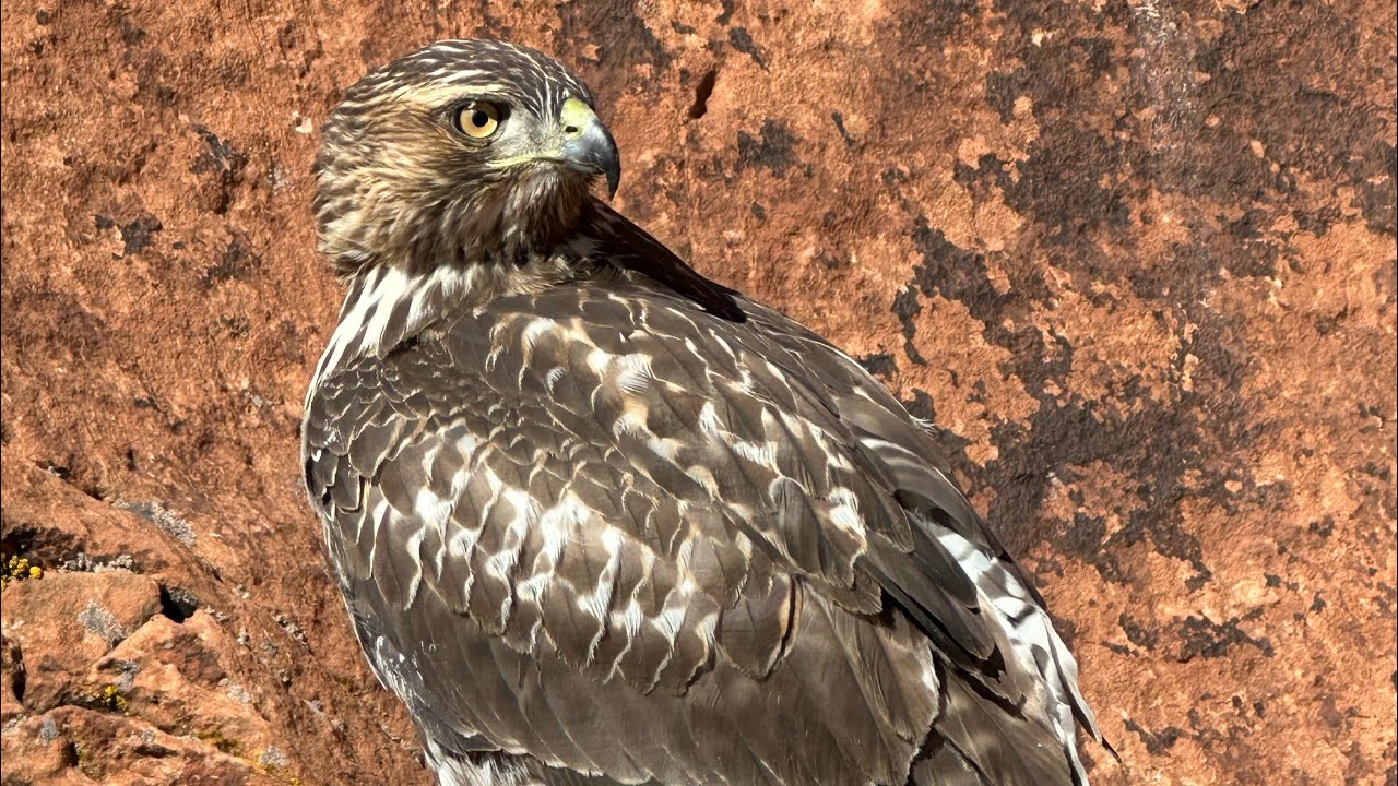 Falconry Oregon falconry meet presentation YouTube