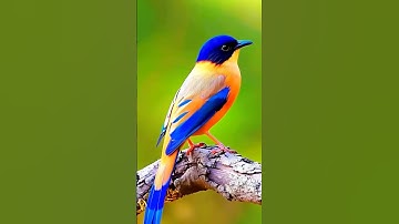 #سورة_الإخلاص #egzonibrahimi #creativity #ikhlas #creativecreation #birds #nature