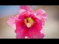 Sony a7siii 120fps 4k flower and bee