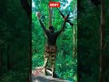 🇮🇳🇮🇳BHARAT MATA KI JAI🇮🇳🇮🇳 #army #police #odisha #india #viral #short