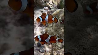 Finding Nemo and friends in the wild. #clownfish #anemone #coralreef #shortsvideo #shortsyoutube