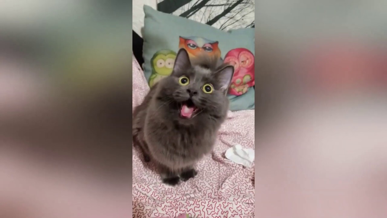 r/AnimalsBeingDerps | Best of 2019 | October edition part 1