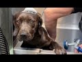 Chocolate lab puppy living in trash gets her first bath  needs a home