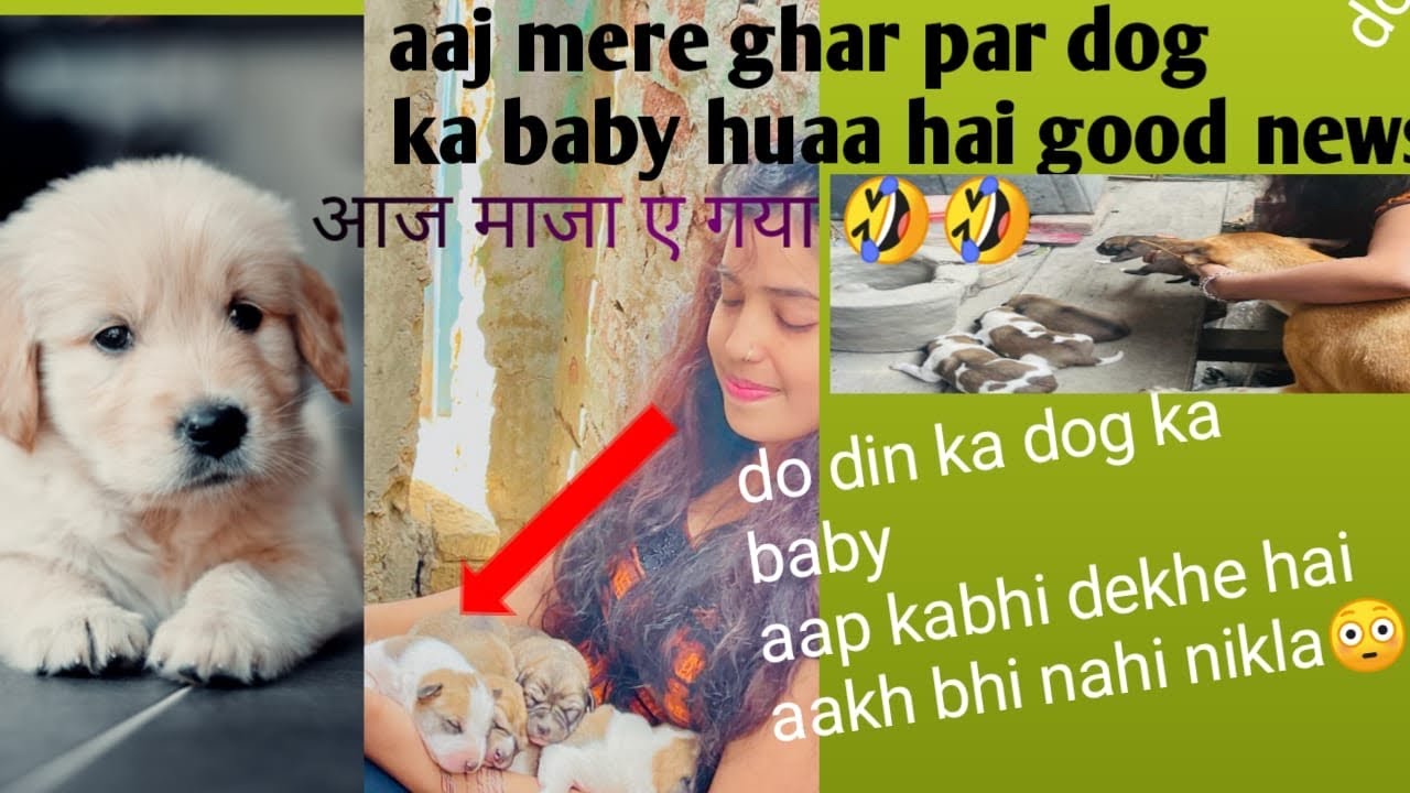 Dog ka bacha huaa hai ,dog ka baby huaa hai 🫣🐕 blog YouTube