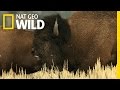 Behind the Scenes: Bison Rut | Wild Yellowstone