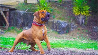 Big Red Boerboel Tarzan, Massive Female Nala and promising black boerboel Floki