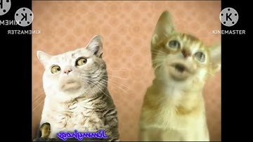 Preview 2 Numa Cat Effects (Preview 2 Chinese Man Explaining Effects)