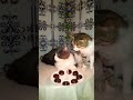 Happy Birthday Cats عيد ميلاد قطط Happy Birthday Cats عيد ميلاد قطط