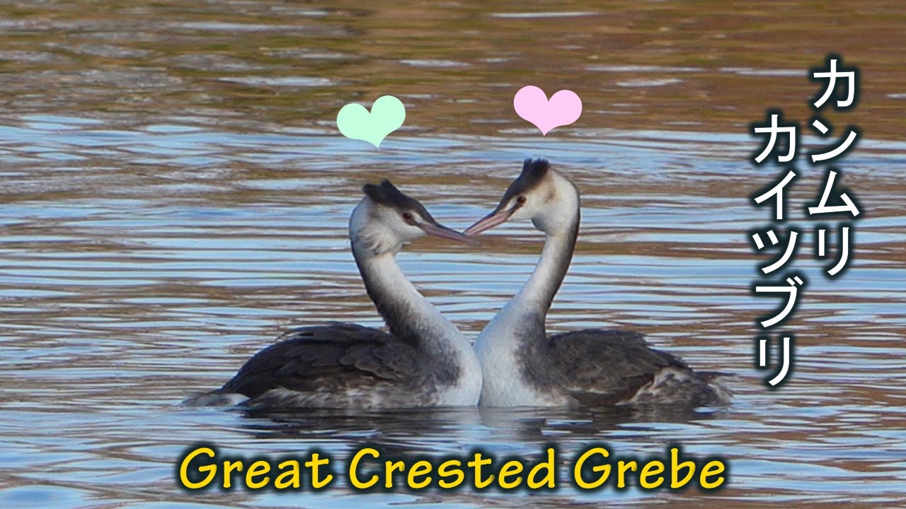 ラブラブ なカンムリカイツブリ Great Crested Grebes In Lovey Dovey Youtube