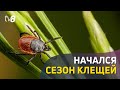 Начался сезон клещей. Укус паразита может быть очень опасным