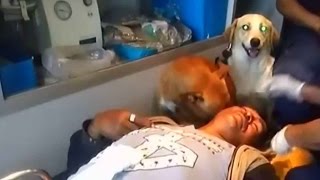 Dog accompanies injured man to hospital