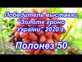 Победитель выставки Золотая гроздь 2020года - Полонез 50 на 25.08.2020