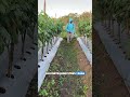 Cara Biar Tanaman Cabemu Gak Overdosis Pupuk