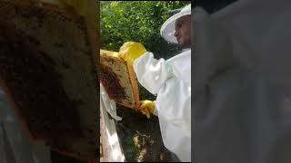 Doğal Bal Oluşumu Nasıl Görelim (Yaşar Öztürk)
