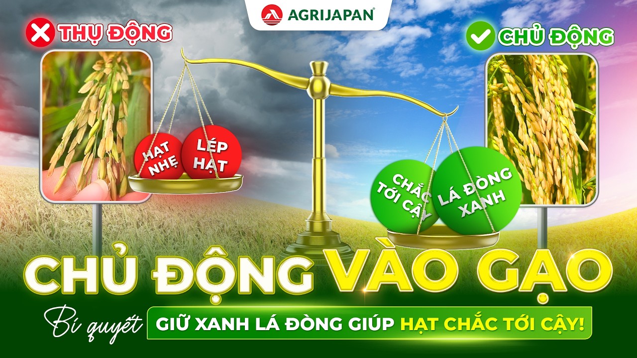 AgriJapan | Chủ Động Vào Gạo - Bí Quyết Giữ Xanh Lá Đòng Giúp Hạt Chắc Tới Cậy!
