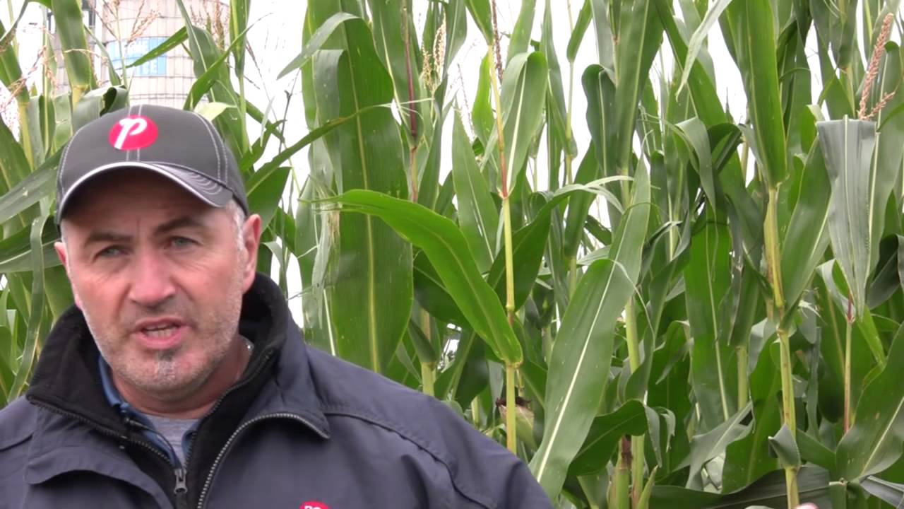 Conseils pour réussir son ensilage de maïs