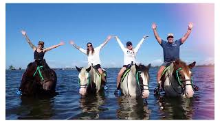 🐎✨ A Magical Day with the C Ponies in Bradenton, FL ✨🐬