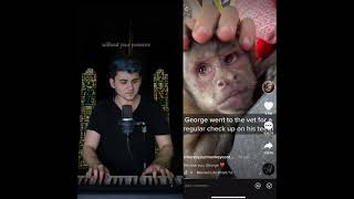 RIP George the Tiktok monkey - #HeresYourMonkeyContent