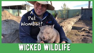 Meet Boo the Baby Wombat